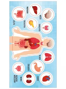 Aufkleber (Aufkleber) Ranok Creative menschliche Anatomie